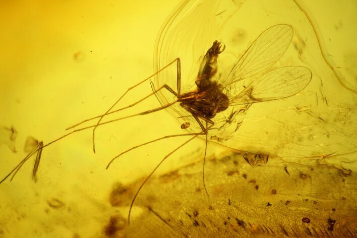 Detailed, Long-Legged Fossil Cranefly (Tipulidae) In Baltic Amber #142237